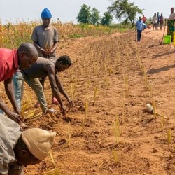 Proteggere i raccolti dai cambiamenti climatici: un nuovo ar ... Immagine 1