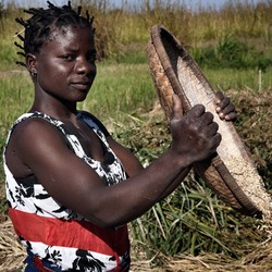 Seguridad alimentaria en Malawi Imagen 2