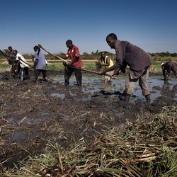 Sécurité alimentaire au Malawi Image 3