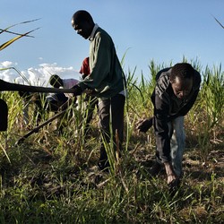 Sicurezza alimentare in Malawi Immagine 7