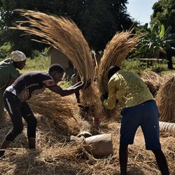 Sécurité alimentaire au Malawi Image 9